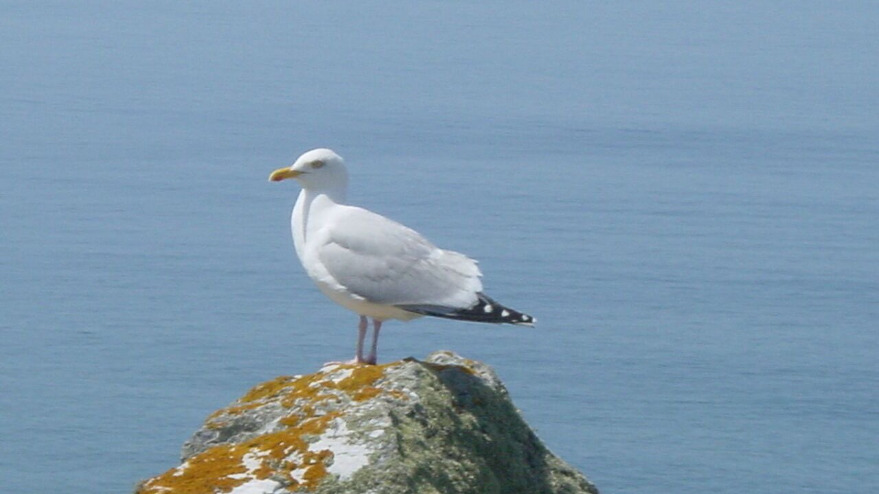 Photo of Others in Saint-Segal
